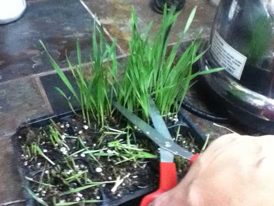 harvesting wheat for juicing